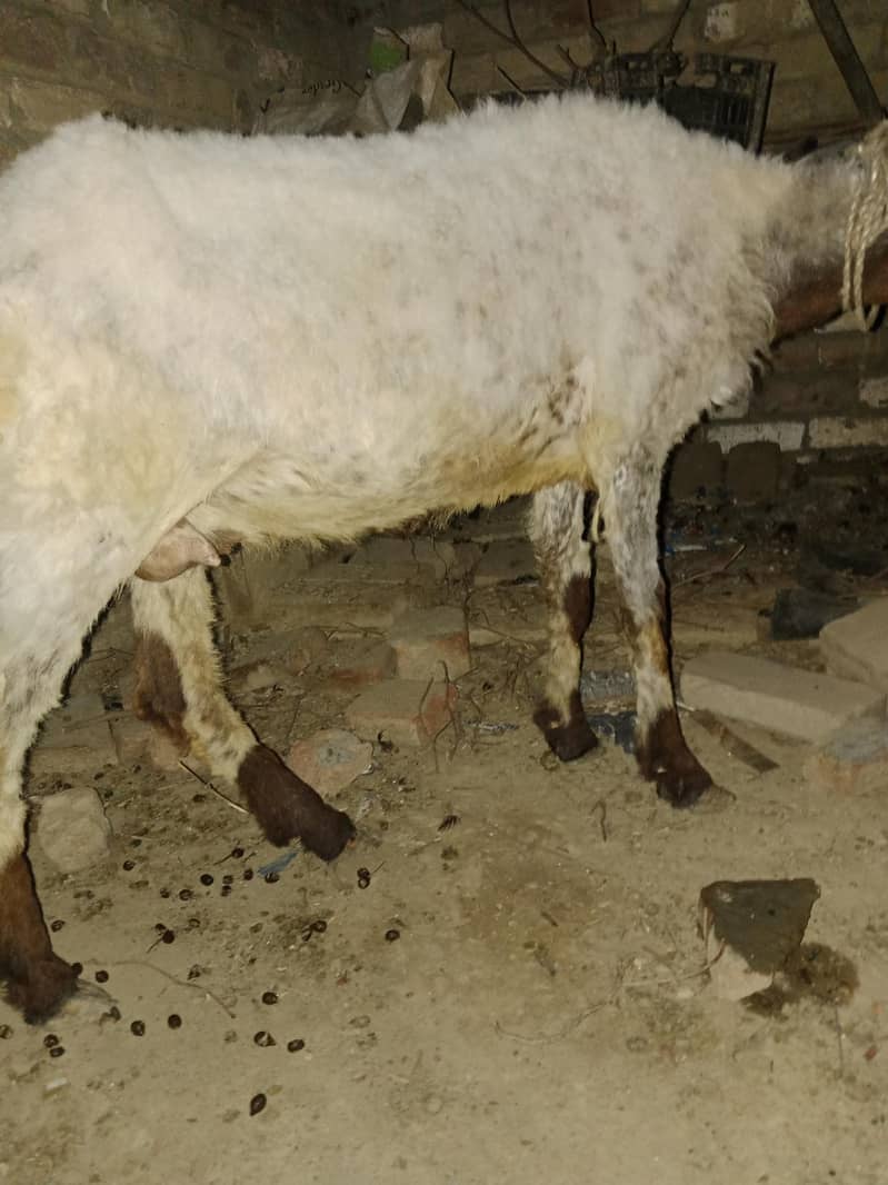 active sheep 2