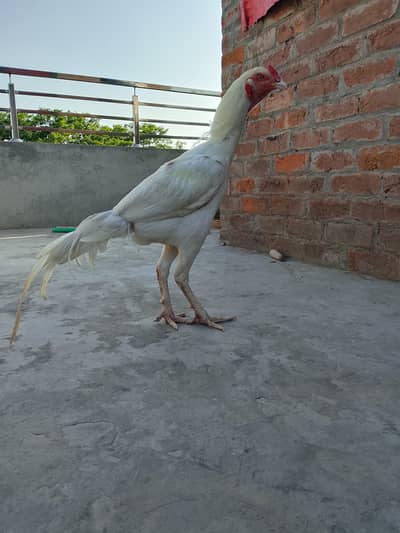 Aseel Heera | Hen Aseel | Aseel Male|Aseel Pair