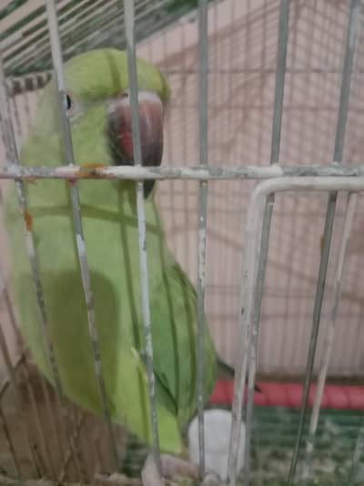 bolne wali toti