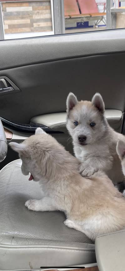 Siberian Husky || Husky for sale || dog for sale || Husky puppies