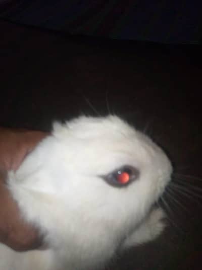 Hotat dwrf Rabbits for sale