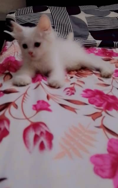 persian white kitten