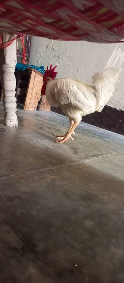 Healthy Home-Raised White Rooster for Sale