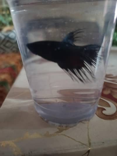 wholesale rate fish available