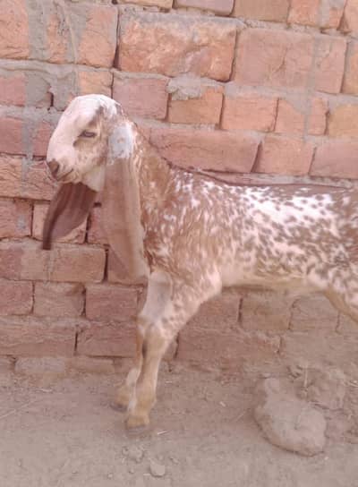 makhii cheenay