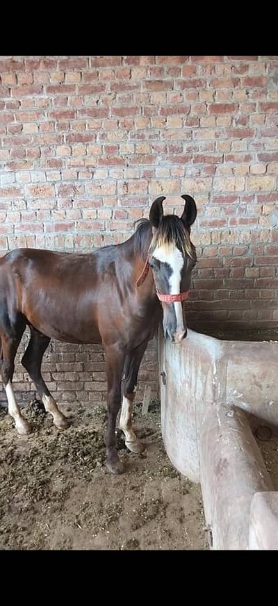 Desi horse for sale 58 inch height