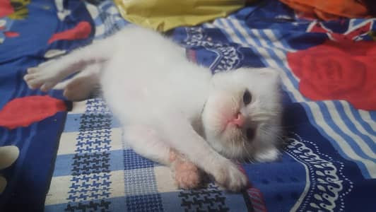 Persian Triple Coated Kittens for sale male and female