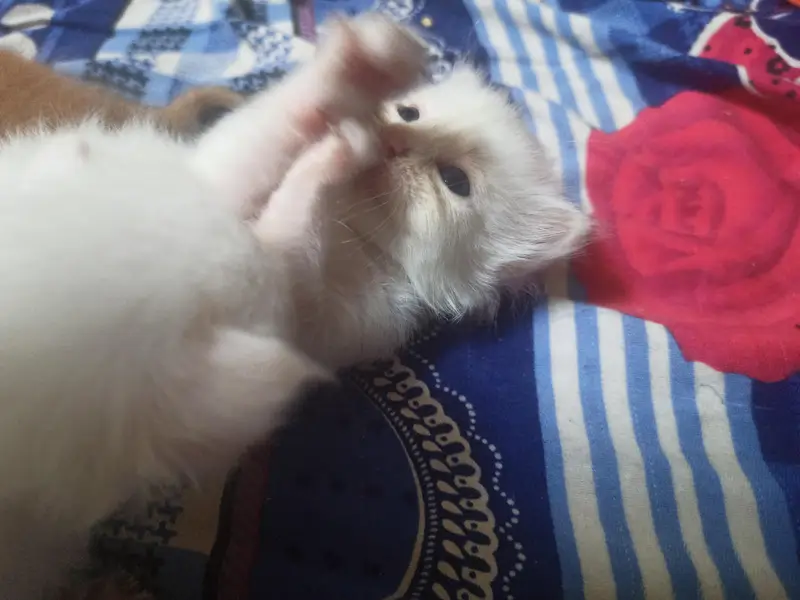 Persian Triple Coated Kittens for sale male and female — photo 2
