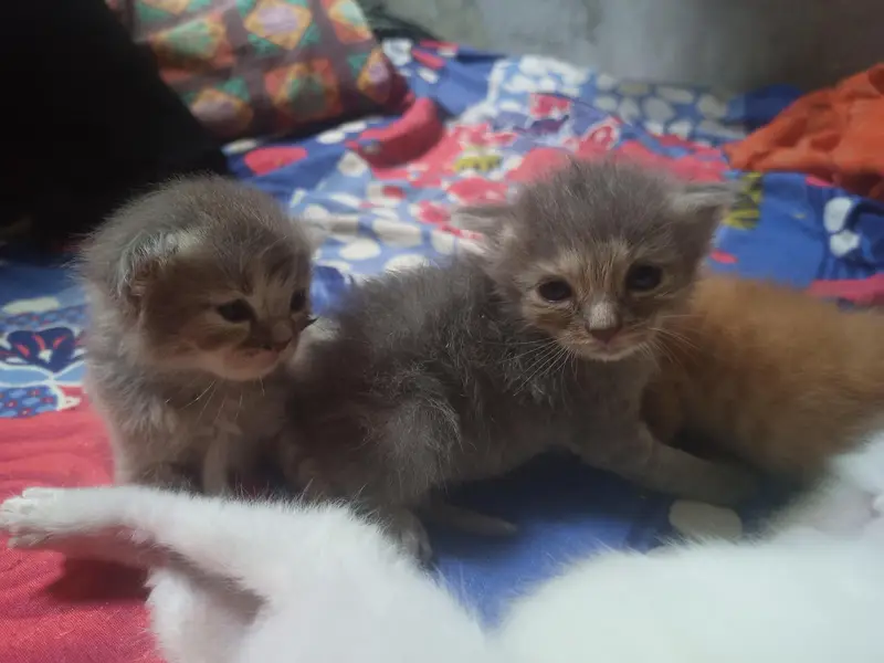 Persian Triple Coated Kittens for sale male and female — photo 3