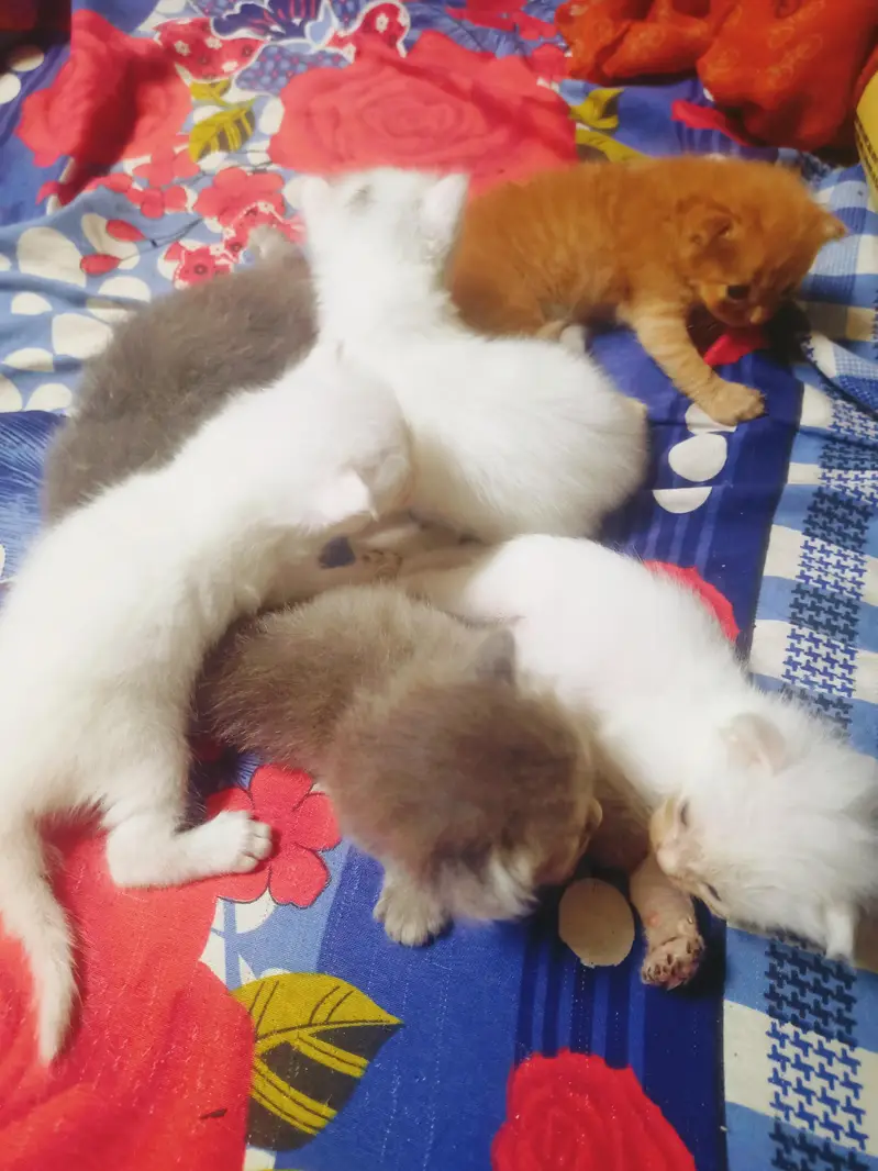 Persian Triple Coated Kittens for sale male and female — photo 4