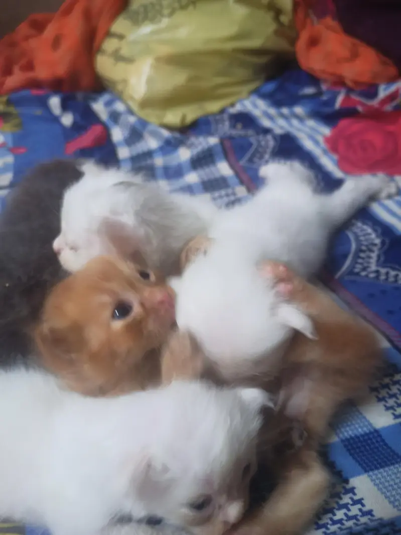 Persian Triple Coated Kittens for sale male and female — photo 5