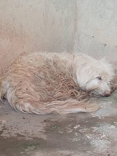 Small Fluffy "Russian Dog"