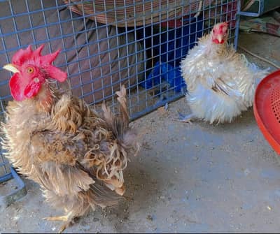 Frizzle bantam breeder pair