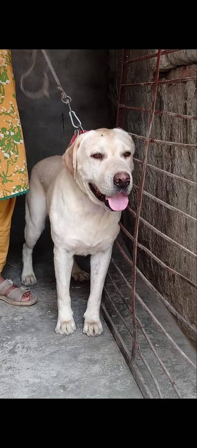 Labra male only Low price