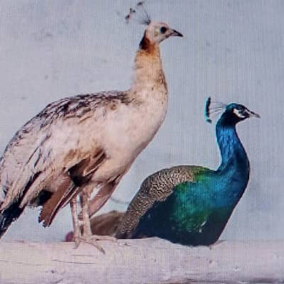 peacock breeder pair for sale
