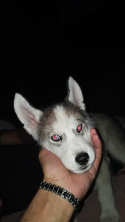 Siberian husky 2 month 6 days fully trained puppy