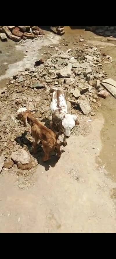 baby goat female teddy dogli for sell