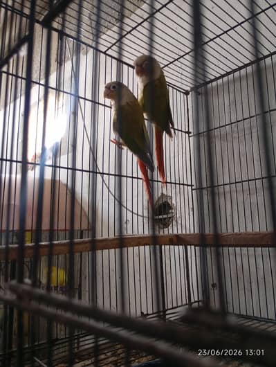 Budgies