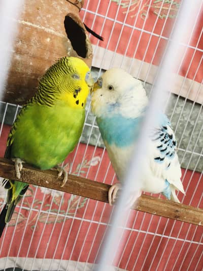 Exibhition size budgies