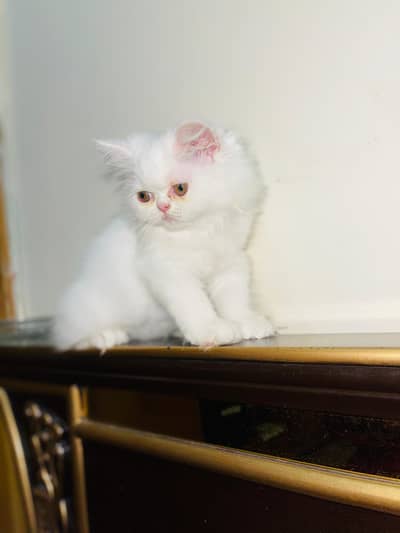 Persian kitten| punch face| triple coat|