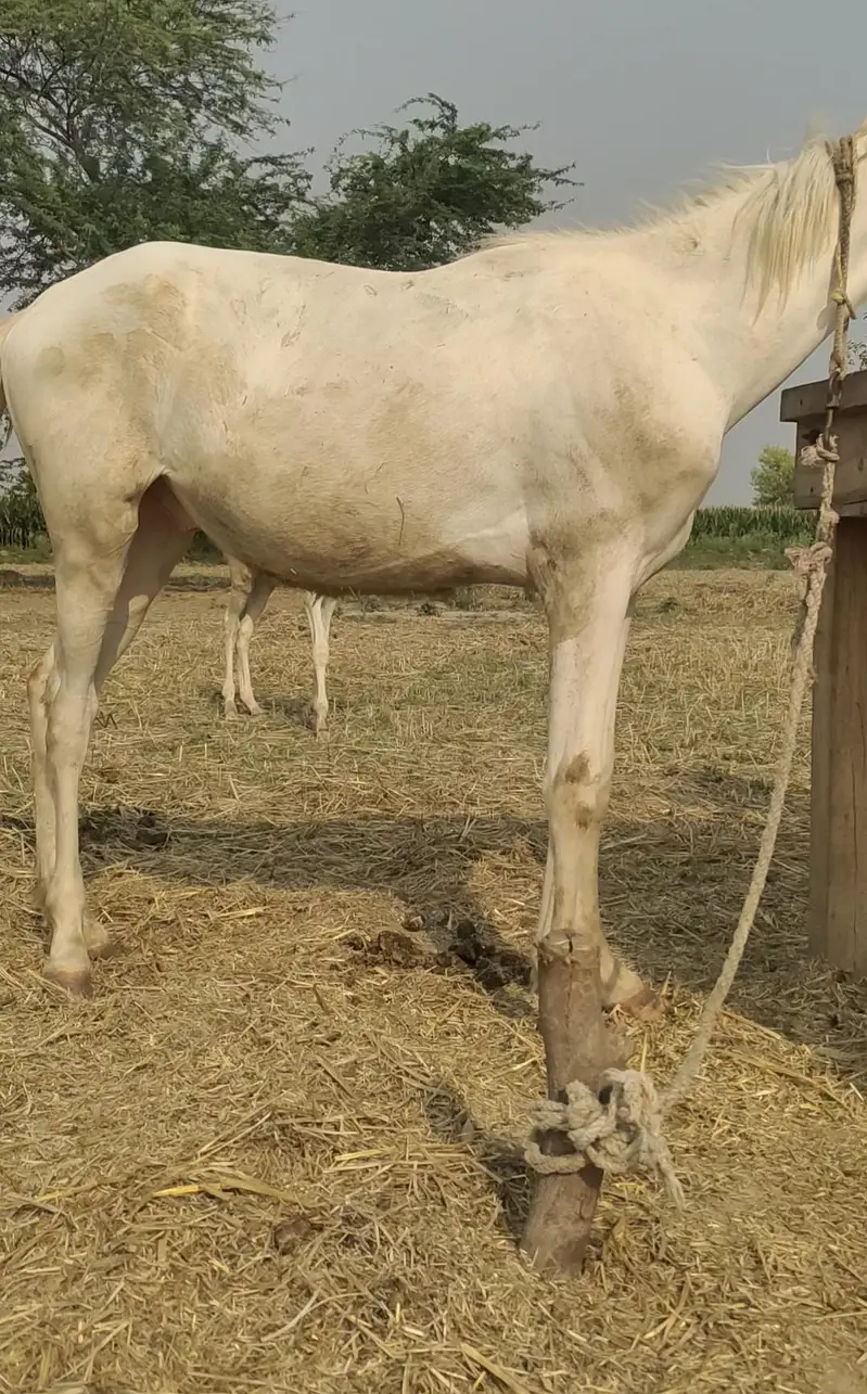 nukra wachera — photo 3