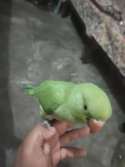 parrot