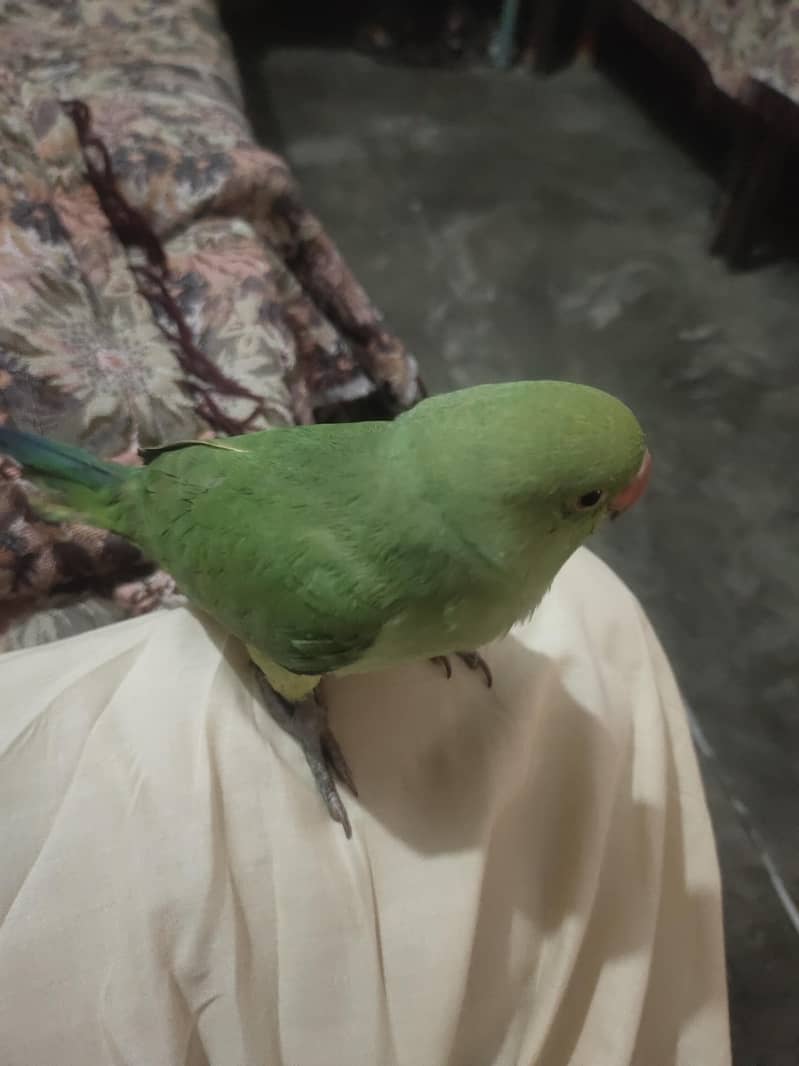 parrot 1