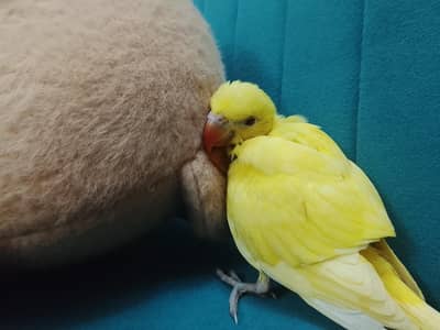 Yellow Ring Neck Chick