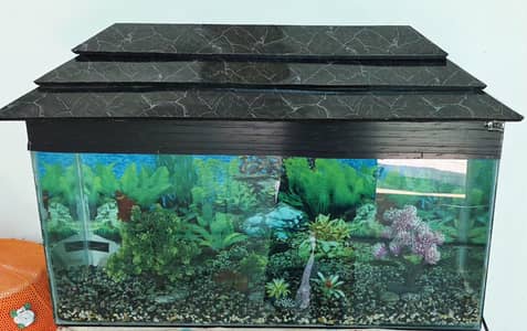 Fish Aquarium big size