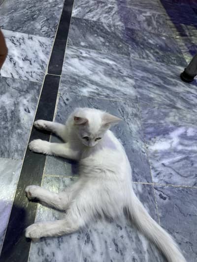 Cute cat  for sale