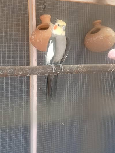 cockatiel