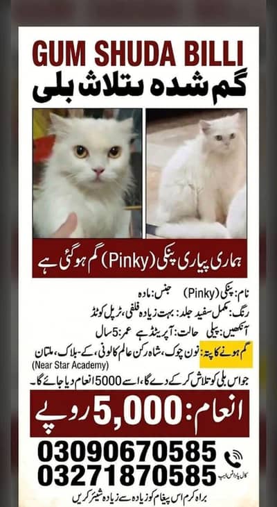 Female Persian cat Missing Inaam milega Jo dhond kr dega