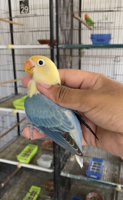 Lovebirds available for sale