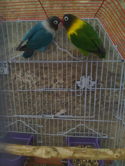 Love birds for sell
