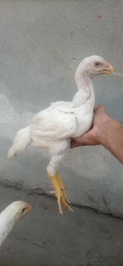 Japanese Shamo Chicks for sale