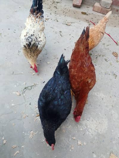 3 Female  One Male