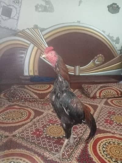 for sale