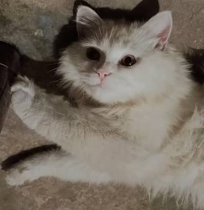 cat for sale