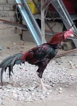 Pure Aseel Hens – 2 Years Old | Healthy & Active