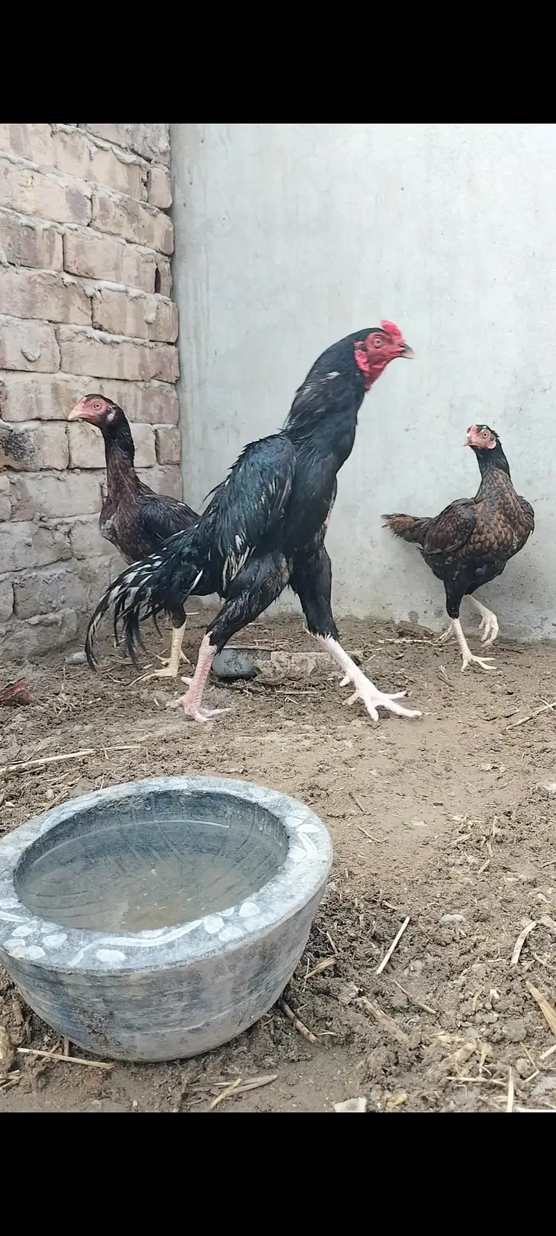 03000424347 1murga 2 murgian — photo 3