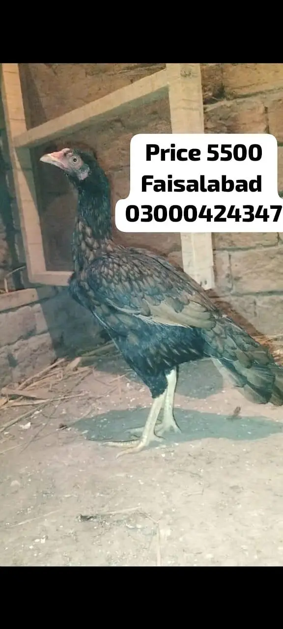 03000424347 1murga 2 murgian — photo 11