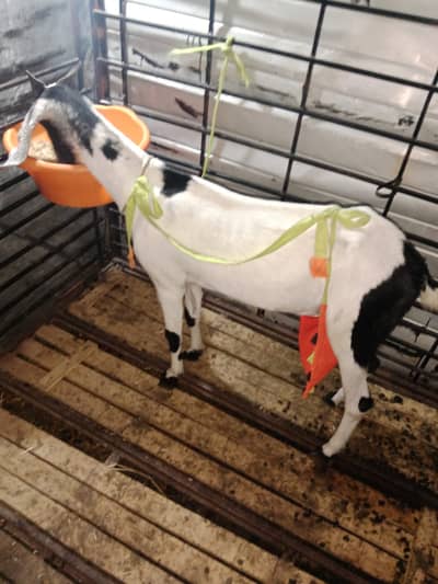 Bakri | Gaot For sale
