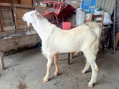 Tedda Bakra Breeder