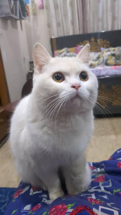 Persian male kitten