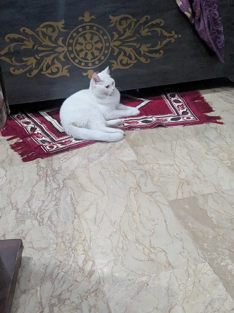 Persian male kitten — photo 2