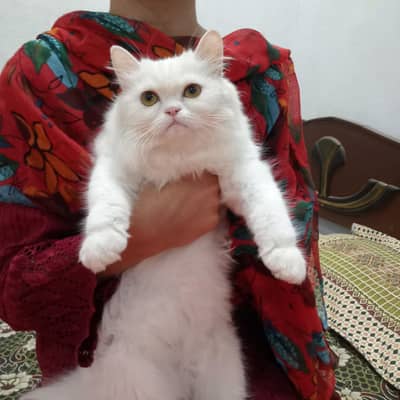 persian ful punch face 3rippl coated vaccinated liter trains female