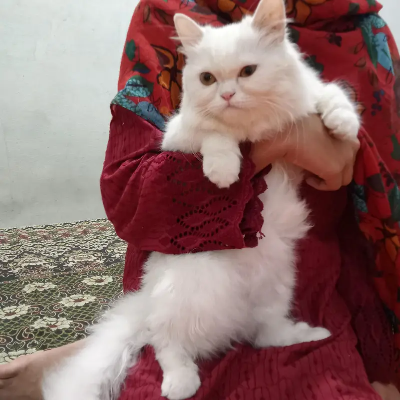 persian cat punch face 3rippl coated vaccinated liter trained female — photo 2