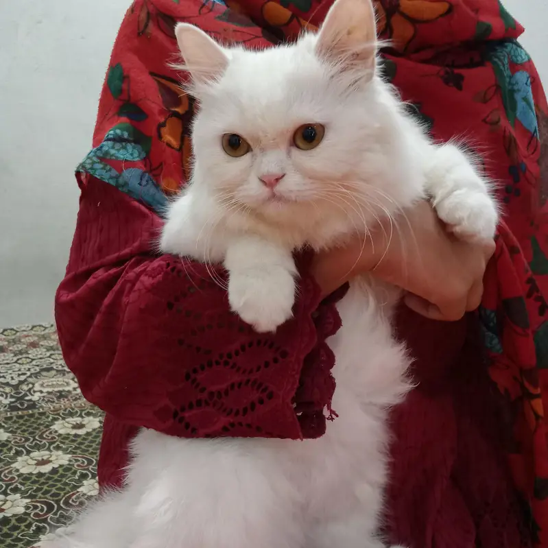 persian cat punch face 3rippl coated vaccinated liter trained female — photo 3