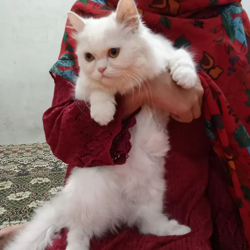 persian cat punch face 3rippl coated vaccinated liter trained female — photo 4