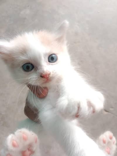 ginger, blue eyes, double coated, Persian